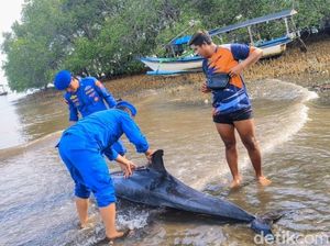 Evakuasi Ikan Lumba-Lumba di Situbondo Evakuasi Ikan Lumba-Lumba di Situbondo