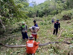Sabetan Parang Warga Saat Bersihkan Kebun Bikin Piton 7 Meter Ngamuk