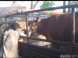 Pasar Hewan di Ngawi Akan Ditutup Seiring Meningkatnya Kasus PMK