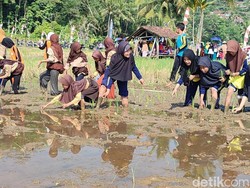 Ladang Cuan Tahan Banting Itu Bernama Sektor Pertanian