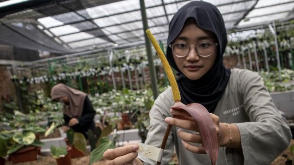 Intip Budi Daya Tanaman Hias di Bandung yang Tembus Pasar Ekspor