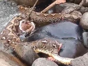 Kronologi Ular Piton 9 Meter di Luwu Utara Dibunuh Warga Usai Mangsa Sapi Kronologi Ular Piton 9 Meter di Luwu Utara Dibunuh Warga Usai Mangsa Sapi