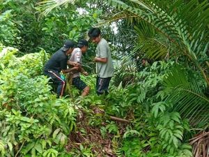 Mangsa Anak Sapi, Ular Piton 9 Meter di Sulsel Dibunuh Lalu Dibuang ke Sungai
