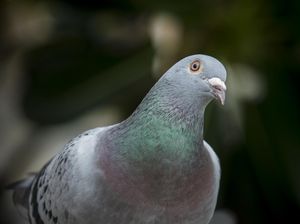 12 Burung Termahal di Dunia, Ada yang Harganya Capai Rp 22 Miliar! 12 Burung Termahal di Dunia, Ada yang Harganya Capai Rp 22 Miliar!