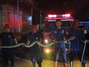 Petugas Damkar Parepare Panjat Pohon Evakuasi Ular Piton 3 Meter