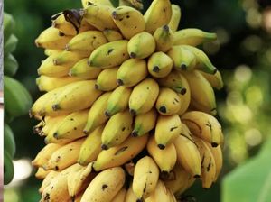 Duh! Ayah 3 Anak Ini Ketahuan Curi Pisang dan Dipenjara 3 Bulan Duh! Ayah 3 Anak Ini Ketahuan Curi Pisang dan Dipenjara 3 Bulan