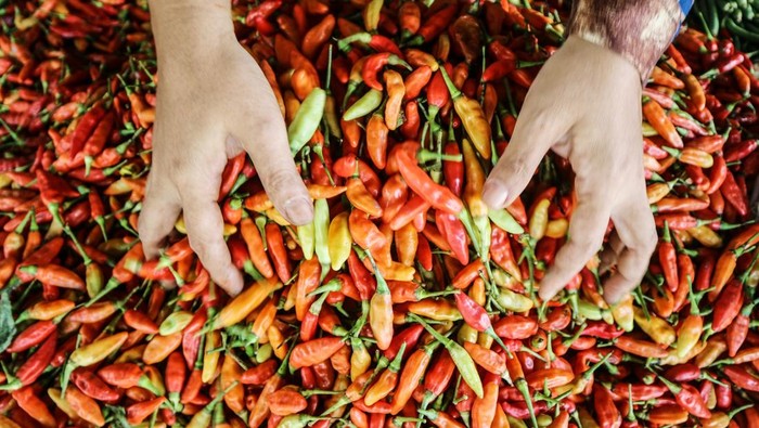 Pedagang melayani pembeli cabe di Pasar Besar Palangka Raya, Kalimantan Tengah, Jumat (10/1/2025). Menurut pedagang, harga cabe di pasar tersebut mengalami peningkatan seumpama cabe tanjung dari harga Rp50 ribu menjadi Rp100 ribu per kilogram, cabe rawit dari Rp70 ribu menjadi Rp110 ribu per kilogram dan cabe hijau dari Rp30 ribu menjadi Rp70 ribu per kilogram alasannya yakni kurangnya pasokan. ANTARA FOTO/Auliya Rahman/nym.