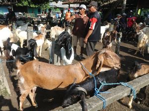 Duh! PMK Sapi Bikin Harga Kambing Turun