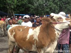 Harga Sapi di Lumajang Anjlok Dampak Wabah PMK