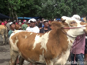 Harga Sapi di Lumajang Anjlok Dampak Wabah PMK Harga Sapi di Lumajang Anjlok Dampak Wabah PMK