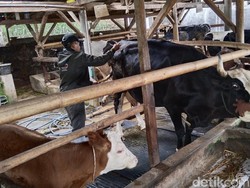 PMK Mulai Menyebar di Kuningan, Sudah 28 Sapi Terpapar