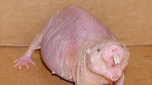 Kumpulan Hewan Aneh dan Langka yang Mungkin Kalian Belum Tahu