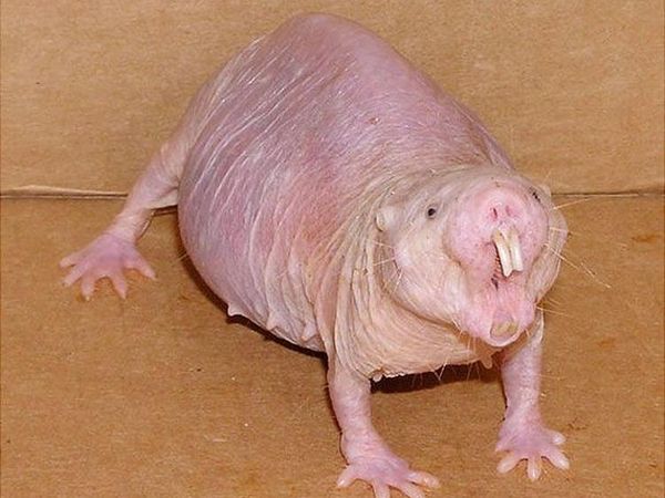 Kumpulan Hewan Aneh dan Langka yang Mungkin Kalian Belum Tahu