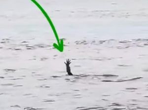 Video Viral Buaya Pura-pura Tenggelam, Begini Kata Pakar