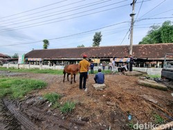 Pasar Hewan Ditutup gegara Wabah PMK, Pedagang Akui Harga Jual Merosot