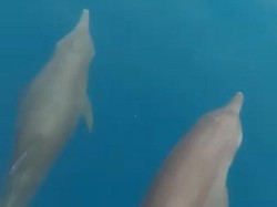 Kawanan Lumba-lumba Muncul di Laut Pulau Pramuka Jakarta