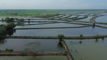 KKP Selamatkan 20 Ribu Ha Tambak Pantura dari Tenggelam?
