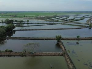 20 Ribu Ha Tambak di Pantura Terancam Tenggelam, Begini Langkah KKP 20 Ribu Ha Tambak di Pantura Terancam Tenggelam, Begini Langkah KKP