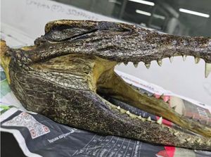 Ada Tengkorak Bergigi Tajam di Koper Turis Ini, Ia Bilang Itu Oleh-oleh!