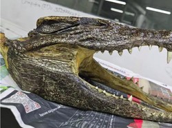 Ada Tengkorak Bergigi Tajam di Koper Turis Ini, Ia Bilang Itu Oleh-oleh!