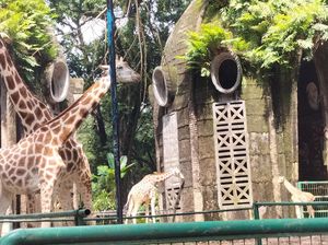 Ragunan Tetap Buka saat Libur Waisak 12-13 Mei 2025, Cek Infonya! Ragunan Tetap Buka saat Libur Waisak 12-13 Mei 2025, Cek Infonya!