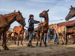 Hewan Ini Bisa Mencium Ketakutan Manusia Hanya dari Keringat, Bagaimana Caranya?