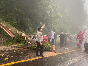 Sempat Macet gegara Pohon Tumbang, Arus Lalin Medan-Karo Kembali Lancar