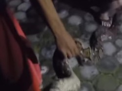 Ular Sanca Mangsa Ayam Hebohkan Acara Tahlilan Warga Pandowoharjo Sleman