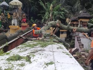 Hujan Angin, Pohon Tumbang Timpa Rumah-Pura di Karangasem Hujan Angin, Pohon Tumbang Timpa Rumah-Pura di Karangasem