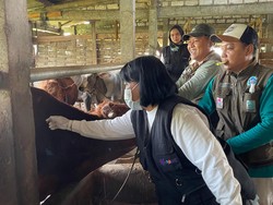 Pemkab Lamongan Tutup Pasar Hewan-Vaksinasi Mandiri untuk Tekan Kasus PMK