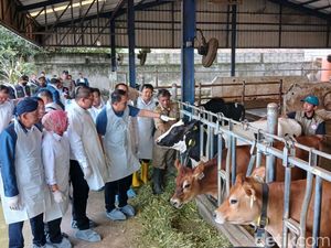 11.317 Hewan Ternak di Jatim Terjangkit PMK