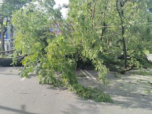 Pohon Tumbang Timpa Pasutri di Makassar, 1 Orang Luka Dilarikan ke RS