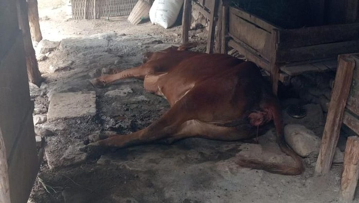 Puluhan sapi di Bojonegoro didapatkan mati mendadak Puluhan sapi di Bojonegoro didapatkan mati mendadak