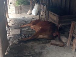 Puluhan Sapi di Bojonegoro Mati dengan Gejala PMK