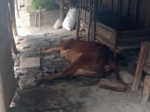 Puluhan Sapi di Bojonegoro Mati dengan Gejala PMK Puluhan Sapi di Bojonegoro Mati dengan Gejala PMK