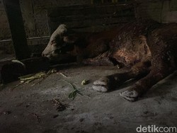 Dalam 9 Hari, 189 Sapi Suspek PMK di Bojonegoro-17 Mati