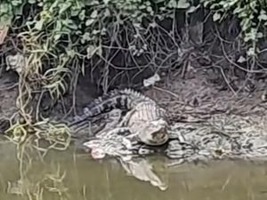 Buaya Berkeliaran di Sungai Surabaya Buaya Berkeliaran di Sungai Surabaya