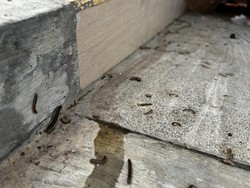 Alasan Kaki Seribu Serbu Rumah Saat Musim Hujan