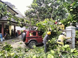 Pohon Setinggi 15 Meter Tumbang Timpa Mobil di Tubagus Ismail Bandung