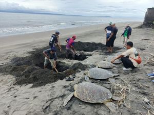 Lima dari 29 Ekor Penyu Selundupan di Bali Mati karena Dehidrasi Lima dari 29 Ekor Penyu Selundupan di Bali Mati karena Dehidrasi