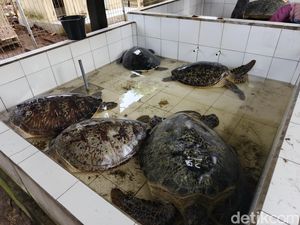 29 Penyu Hijau Diselundupkan ke Bali, 3 Pelaku Diamankan 29 Penyu Hijau Diselundupkan ke Bali, 3 Pelaku Diamankan