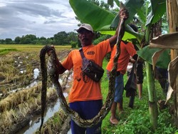 Kondisi Piton 3,5 Meter Saat Dievakuasi Usai Mangsa Ayam di Klaten