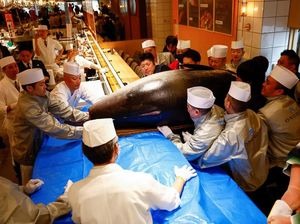 Ikan Tuna Raksasa dengan Harga Fantastis Ikan Tuna Raksasa dengan Harga Fantastis