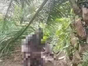 Heboh Warga Muba Temukan Jasad Mr X di Kebun Sawit, Diduga Gantung Diri