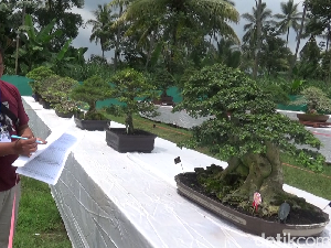 Bonsai Ratusan Juta Meriahkan Kontes di Lumajang Bonsai Ratusan Juta Meriahkan Kontes di Lumajang