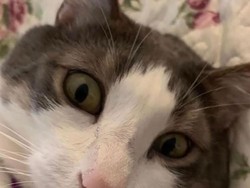 Teganya Pria Tembak Mati Kucing Timmy dari Jarak Dekat