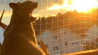Melihat Aksi Konyol Si Kucing yang Bikin Ngakak