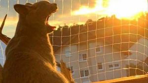 Melihat Aksi Konyol Si Kucing yang Bikin Ngakak