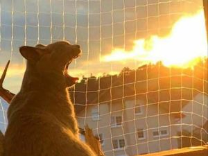 Melihat Aksi Konyol Si Kucing yang Bikin Ngakak Melihat Aksi Konyol Si Kucing yang Bikin Ngakak