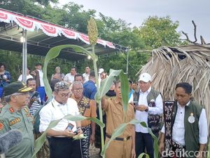 Menhut Raja Juli Dorong Pengembangan Sorgum di NTT Menhut Raja Juli Dorong Pengembangan Sorgum di NTT